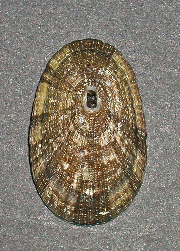 Diodora italica